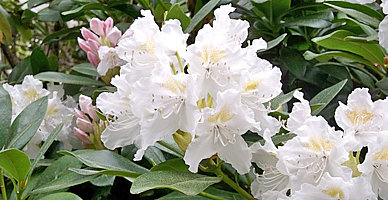 Bildergalerie Flor de rododendro en el jardín